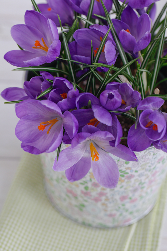 crocus