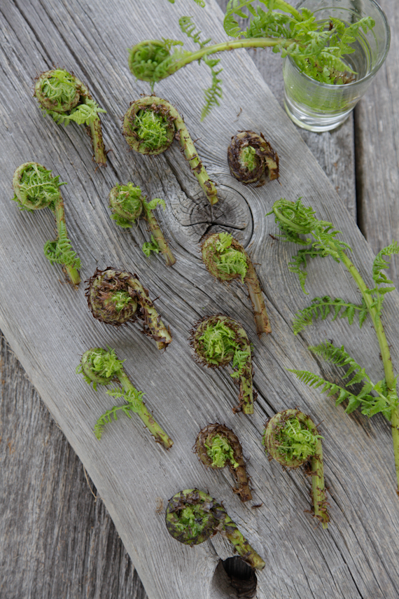 fiddle heads with creamy orzo & spring peas-7098