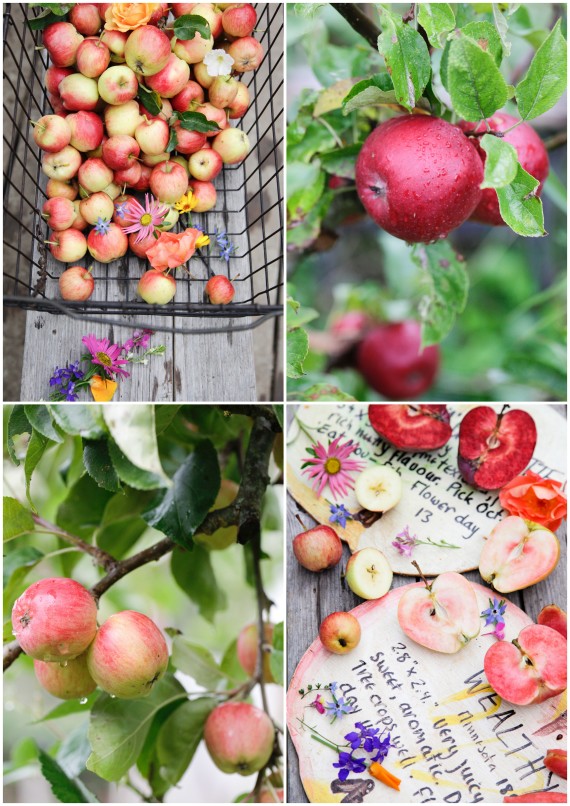 mindful-saltspring-apples-1